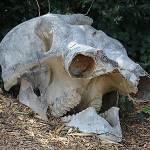 Elephant Skull
