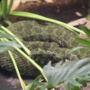 Mangshan Pitviper