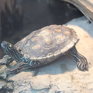 Yellow-Blotched Map Turtle