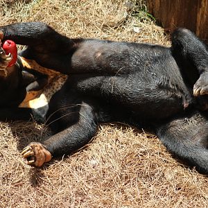 Malayan Sun Bear