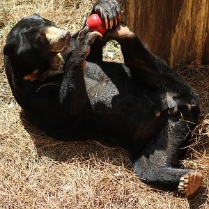 Malayan Sun Bear