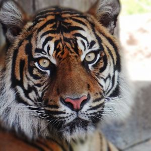 May. 2019 - New! Tiger Crossroads - Sumatran Tiger - Frances