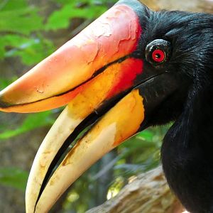May. 2019 - The Bamboo Trail - Rhinoceros Hornbill