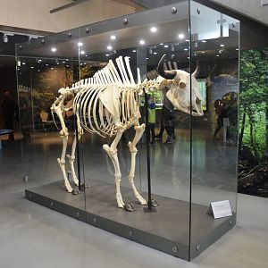 European Bison Skeleton at Rezerwat Pokazowy Żubrów, Białowieża 07/05/19