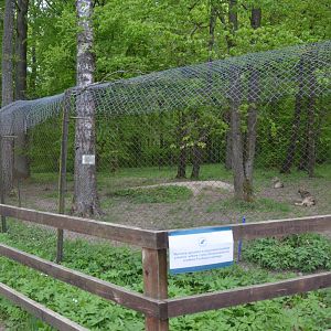 Wolf Enclosure at Rezerwat Pokazowy Żubrów, Białowieża 07/05/19