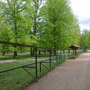 Bison Paddock at Rezerwat Pokazowy Żubrów, Białowieża 07/05/19