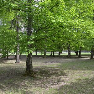 Red Deer Paddock at Rezerwat Pokazowy Żubrów, Białowieża 07/05/19