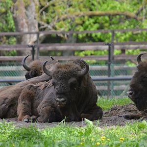 European Bison at Rezerwat Pokazowy Żubrów, Białowieża 07/05/19