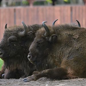 European Bison at Rezerwat Pokazowy Żubrów, Białowieża 07/05/19