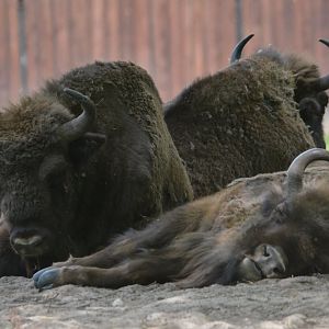 European Bison at Rezerwat Pokazowy Żubrów, Białowieża 07/05/19