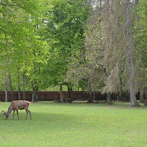Red Deer Paddock at Rezerwat Pokazowy Żubrów, Białowieża 07/05/19