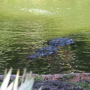 American Alligator