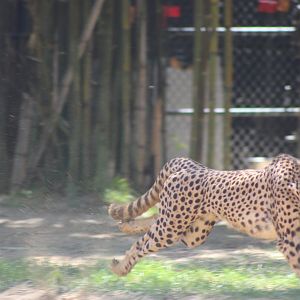 Cheetah