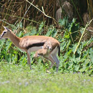 Thompson's Gazelle