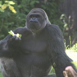 Western Lowland Gorilla