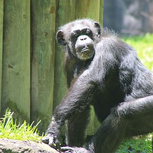 Chimpanzee