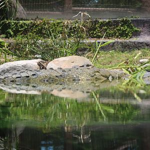 Nile Crocodile