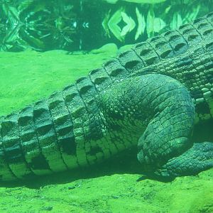 Nile Crocodile