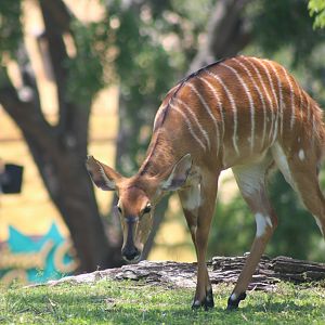 Nyala