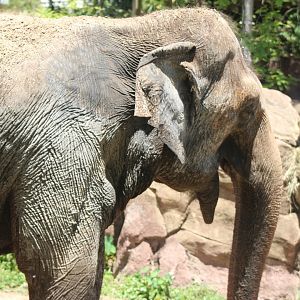 Asian Elephant