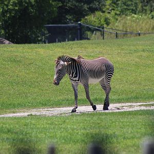 Grevy's  Zebra