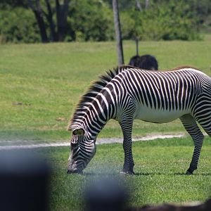 Grevy's Zebra