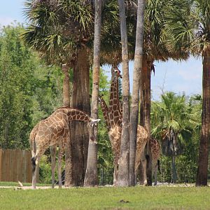 Reticulated Giraffes