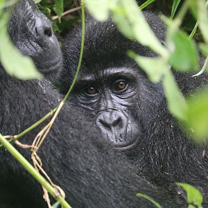 Young mountain gorilla, February 2019