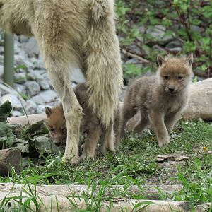 Arctic Wolf