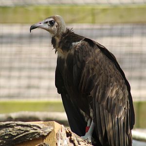 Hooded Vulture