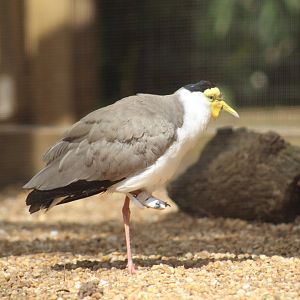 Injured Northern Masked Lapwing