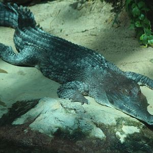 West African Slender-Snouted Crocodile
