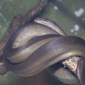 Papuan Python