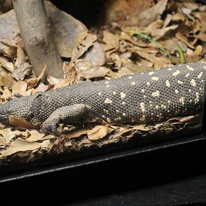Guatemalan Beaded Lizard