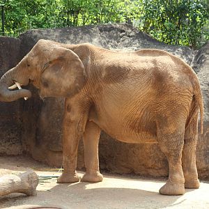 Elephant Feeding Behavior