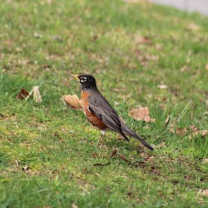American Robin