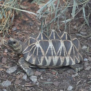 Burmese Star Tortoise