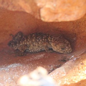 Centralian Knob-Tailed Gecko