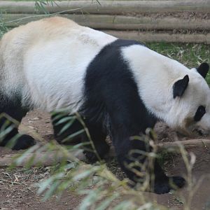Giant Panda