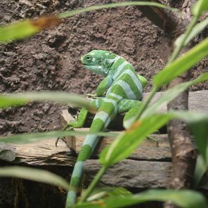 Lau Banded Iguana