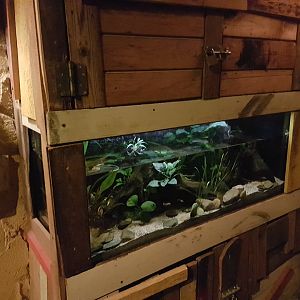 Enclosure Rio Cauca caecilian