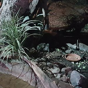 Western brush-tailed bettong