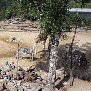Grevy zebras and Giraffe at the African plain