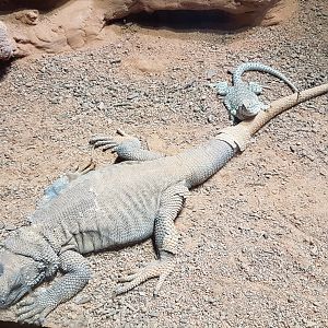 Chuckwalla and Collared lizard