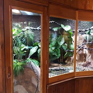 Enclosure Prehensile-tailed skink