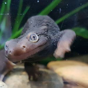 Himalayan newt - Tylototriton verrucosus