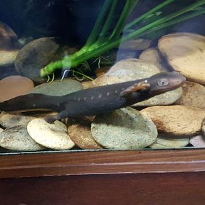 Himalayan newt - Tylototriton verrucosus