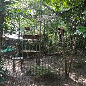 Enclosure Ruffed lemur
