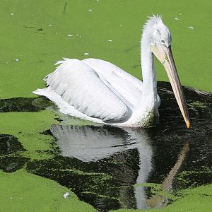 Caspian pelican