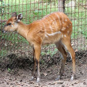 Young Sitatunga